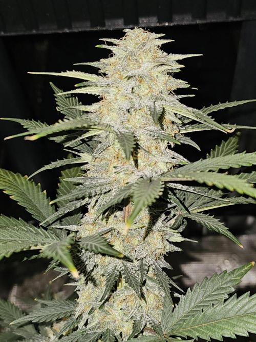 Strawberry Crinkle. Week 9