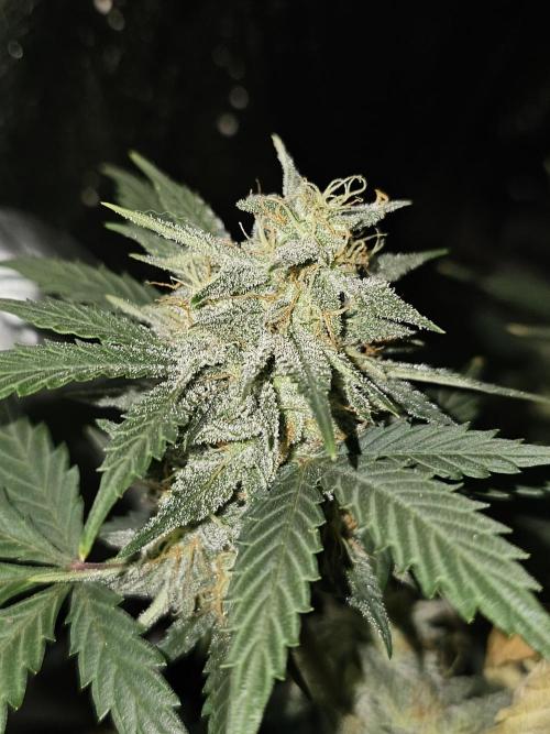 Strawberry Crinkle. Week 9