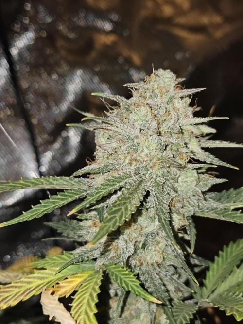 Strawberry Crinkle. Week 12