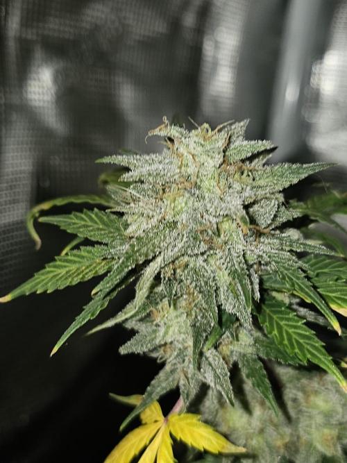 Strawberry Crinkle. Week 12