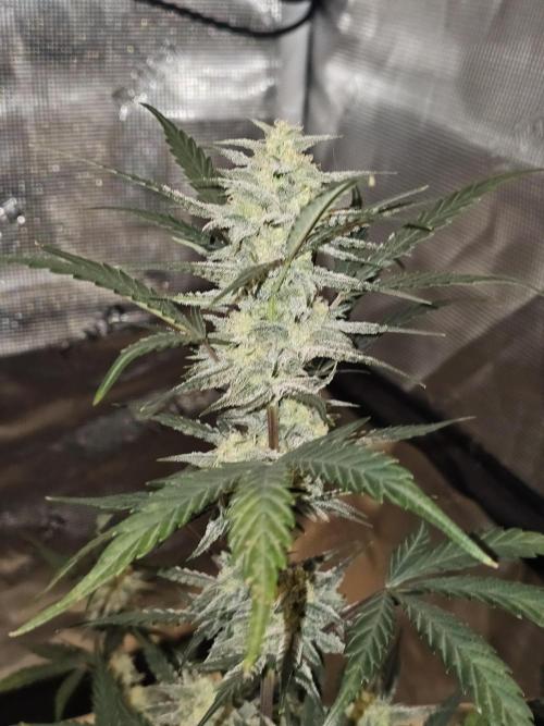 Queen's Banner 3. Week 8