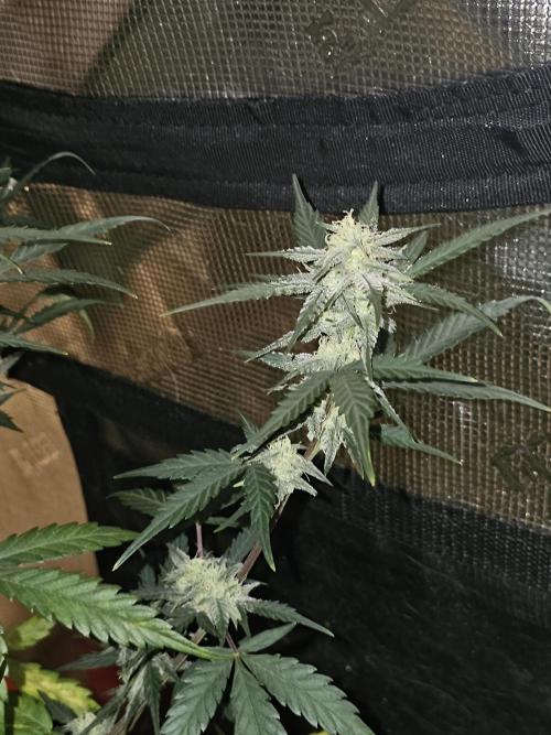 Queen's Banner 3. Week 8
