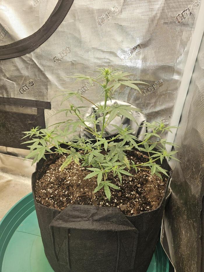 Old School Blues. Week 5