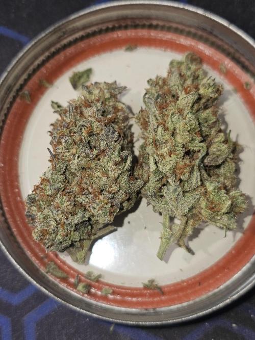 SMQR#2. Week 11