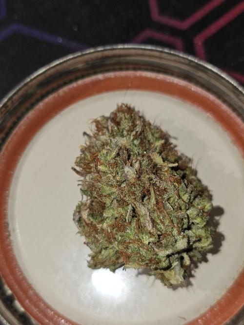 Cheezy Bubba-Thumps (Dunkin cup grow). Week 14