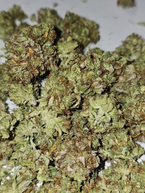 Cheezy Bubba-Thumps (Dunkin cup grow). Week 14