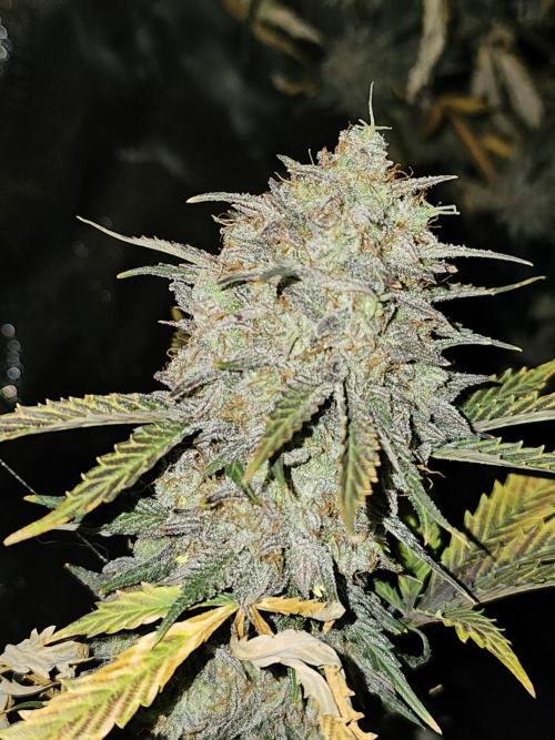 Strawberry Crinkle. Week 13