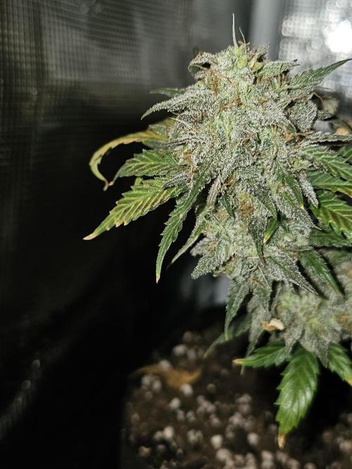 Strawberry Crinkle. Week 13