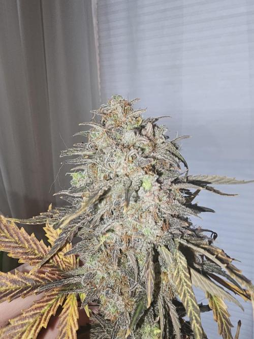 Illuminauto #55 - Strawberry Crinkle. Week 15