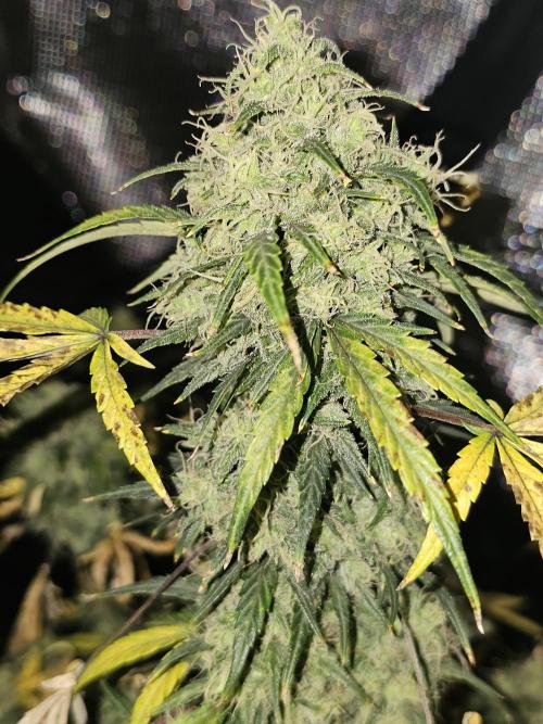 Old School Blues. Week 6