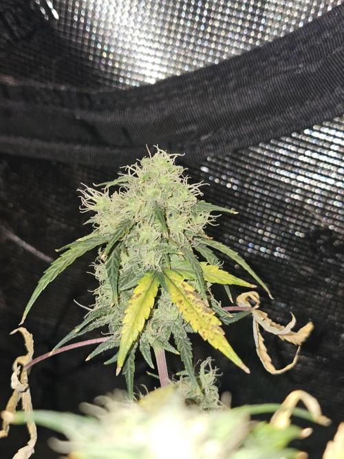 Old School Blues. Week 6