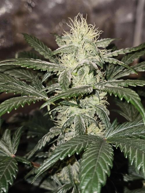 Mephisto's Wedding 2. Week 6