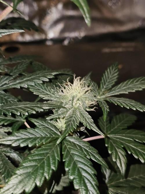 Mephisto's Wedding 2. Week 6