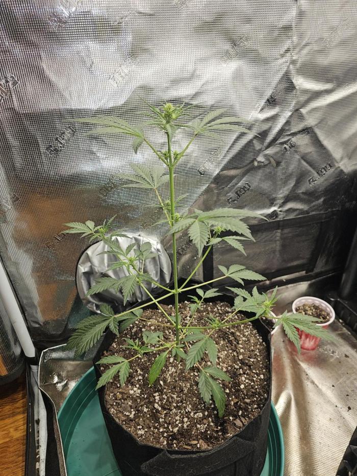 Pigletta's Purple Haze. Week 4