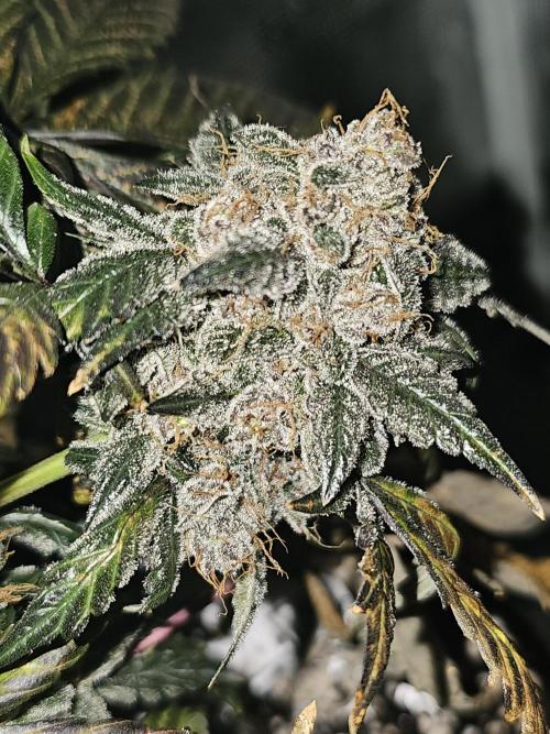 Mephisto's Wedding 2. Week 11