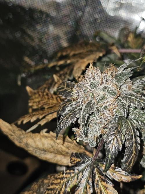 Mephisto's Wedding 2. Week 11