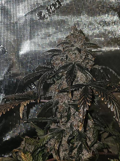 Mephisto's Wedding 2. Week 11