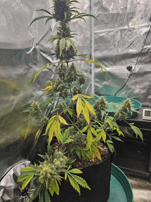 Pigletta's Purple Haze. Week 9