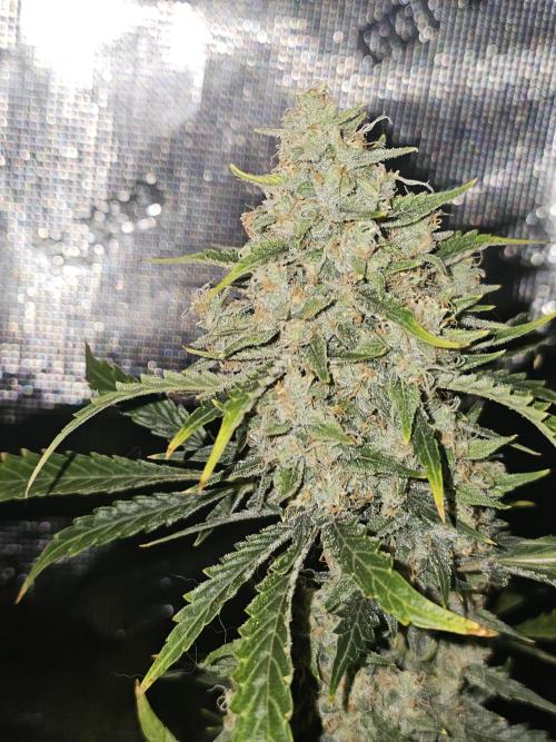 Pigletta's Purple Haze. Week 9