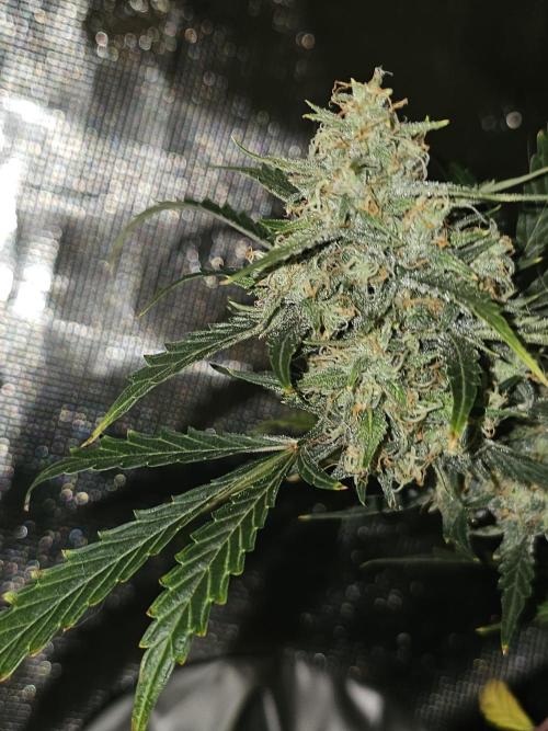 Pigletta's Purple Haze. Week 9