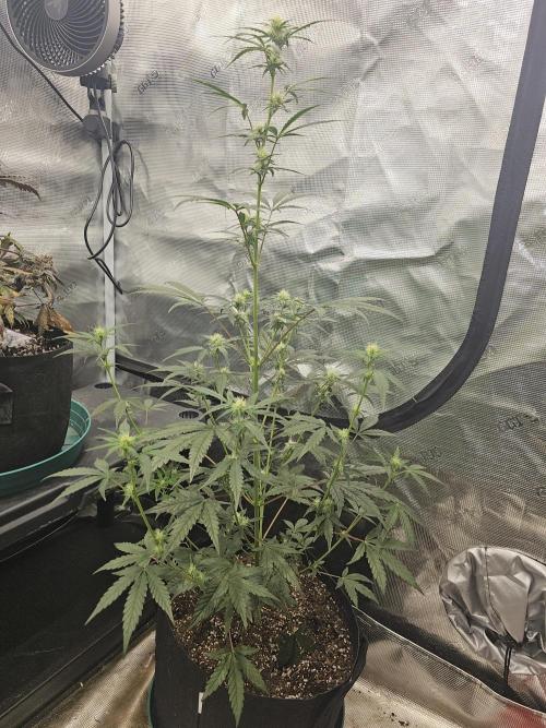 Strawberry Popesicle 2. Week 6