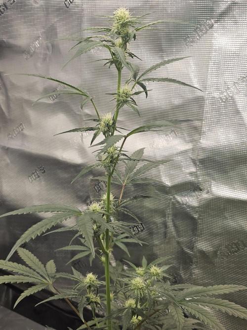 Strawberry Popesicle 2. Week 6