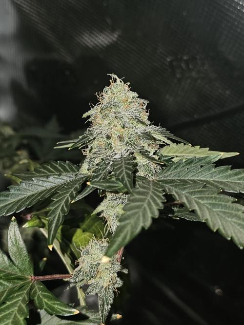 Americhem Dream 2. Week 9