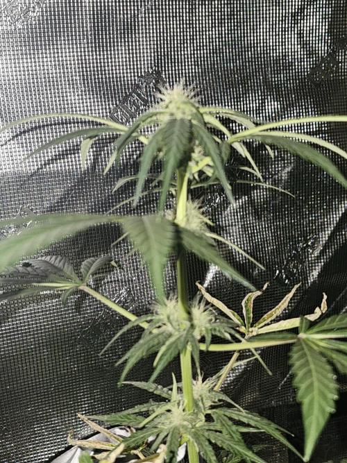 Purple Nuggets 2. Week 5