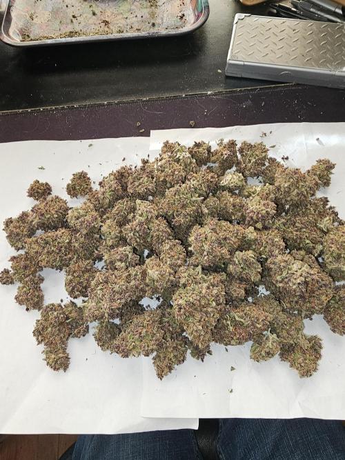 Purple Punch Auto. Week 18