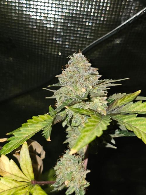 Americhem Dream 2. Week 12