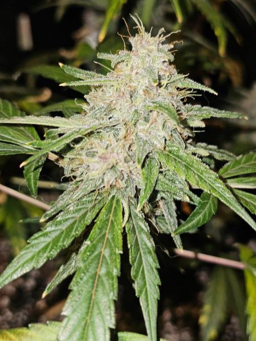 Purple Nuggets 2. Week 8