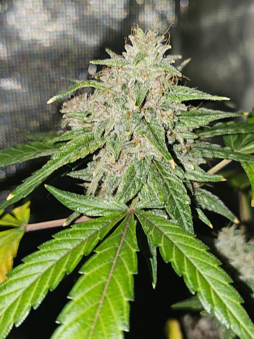 Purple Nuggets Auto. Week 9