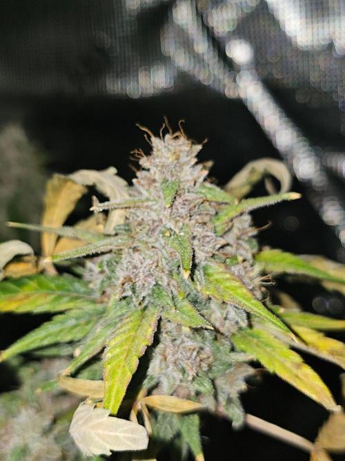 Purple Nuggets 2. Week 10