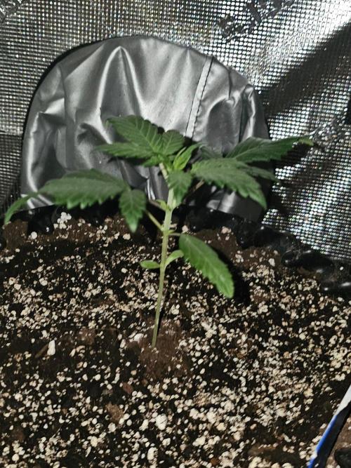 Ravenberry Auto. Week 2