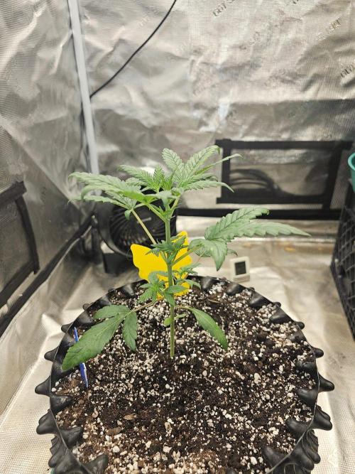 Ravenberry Auto. Week 3