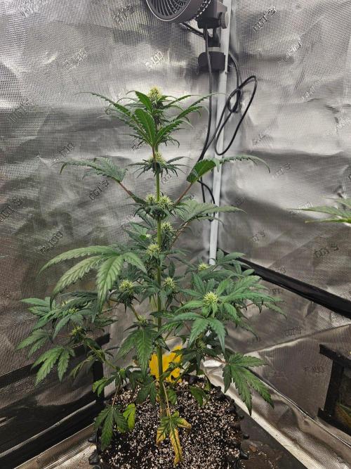 Ravenberry 2. Week 6
