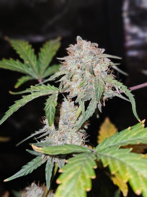 Nice Cream. Week 11