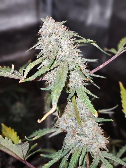Nice Cream. Week 11