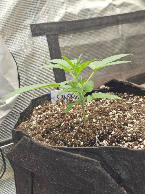 Strawberry Milk and Qookies Remix #2 Auto. Week 3