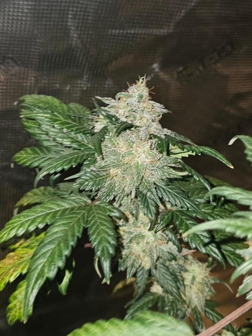 Ravenberry Auto. Week 9