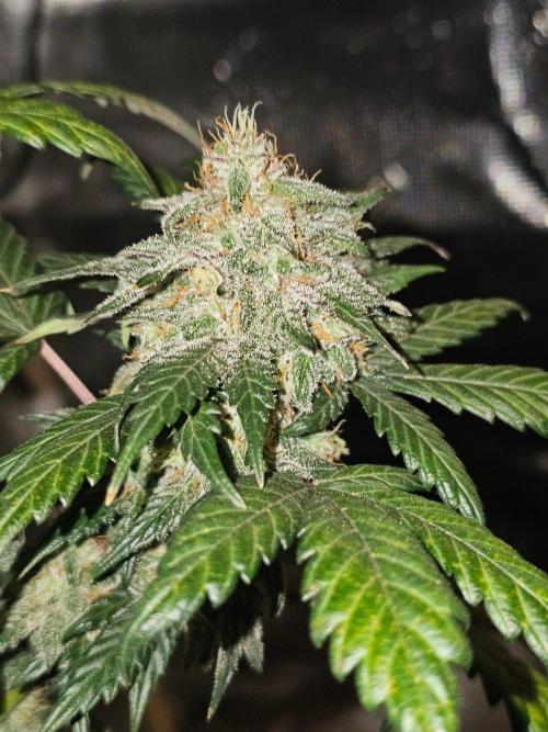Ravenberry 2. Week 9