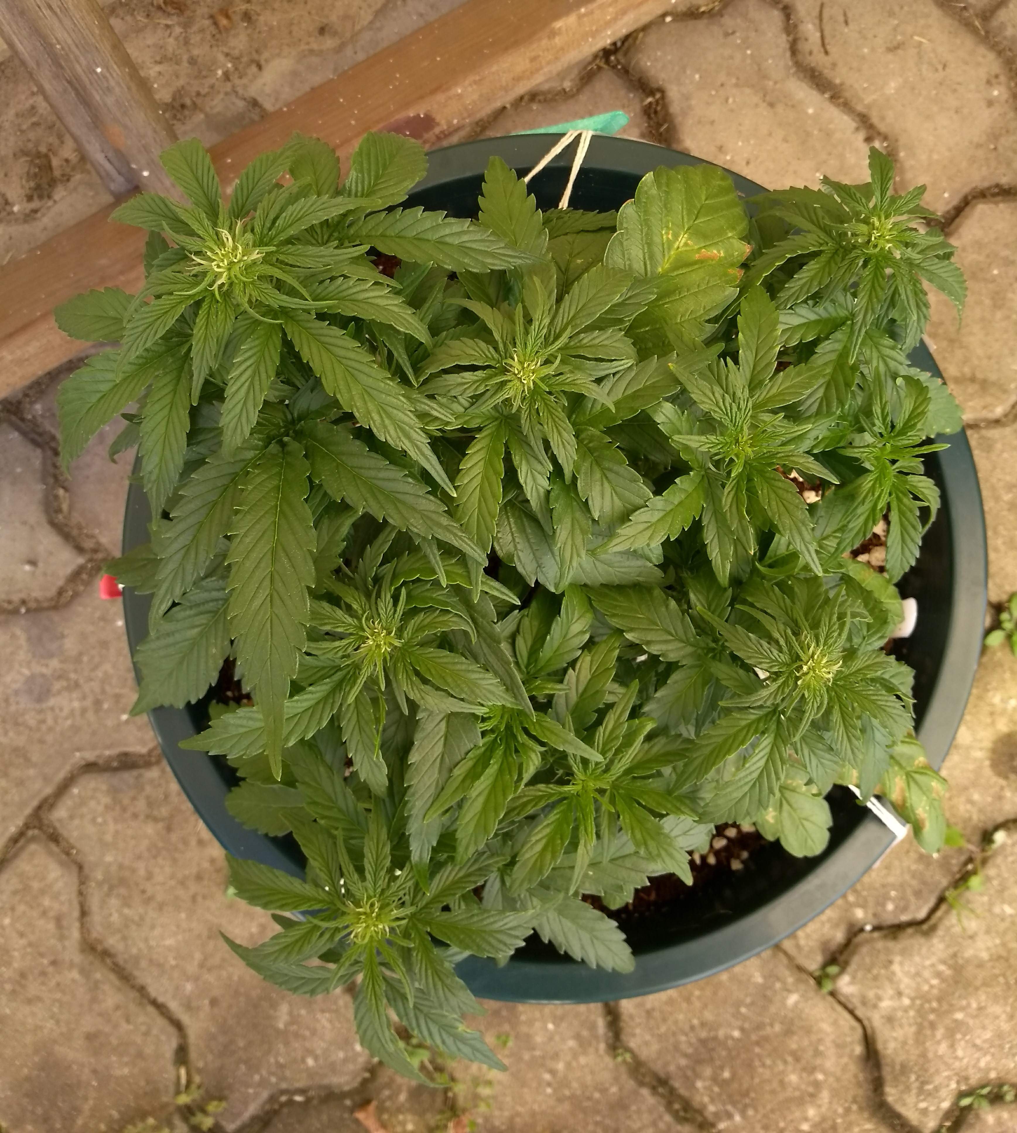 Fast Buds Girl Scout Cookies Auto grow diary (journal) week7 by