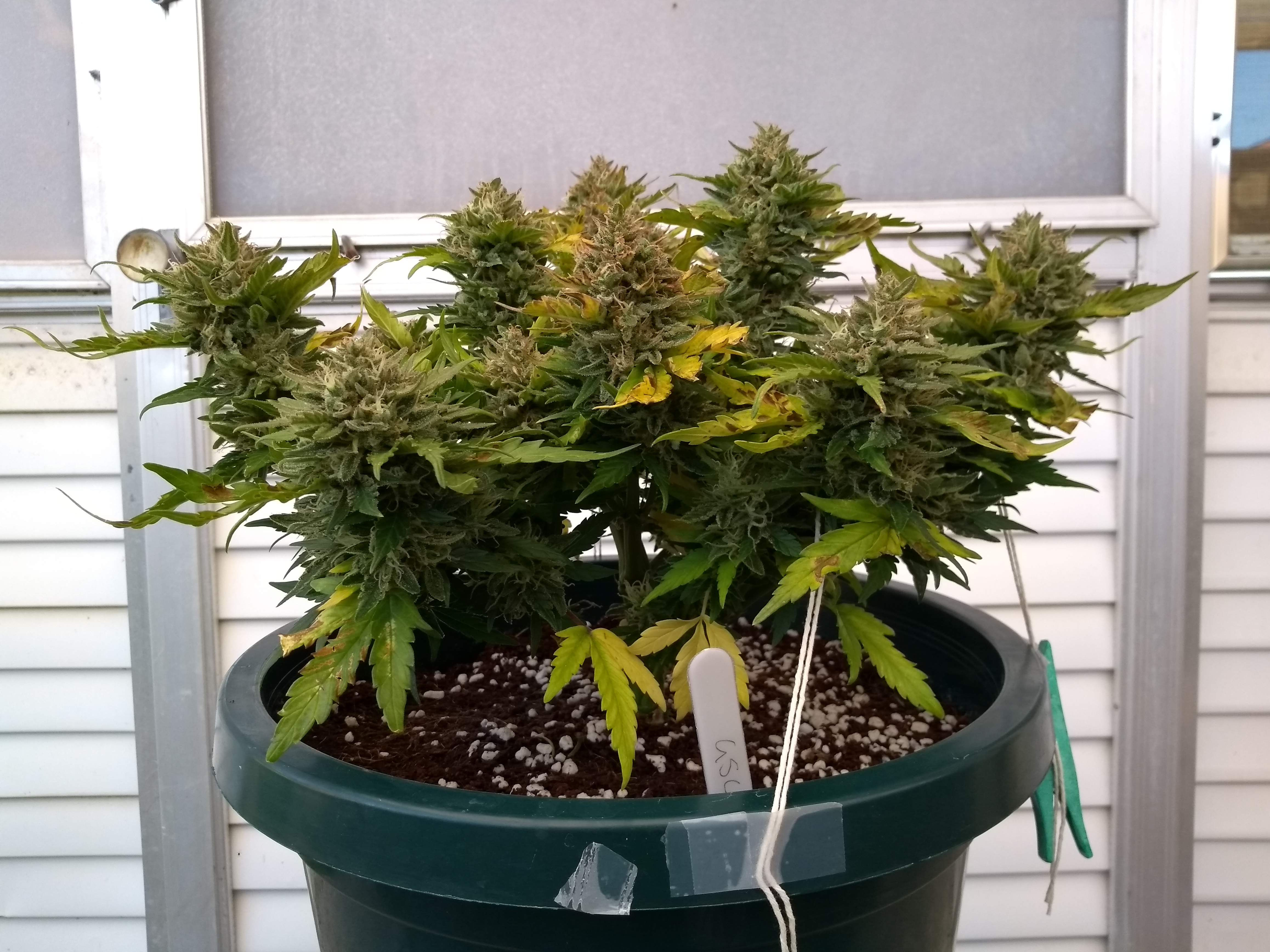 Fast Buds Girl Scout Cookies Auto grow diary (journal) week13 by