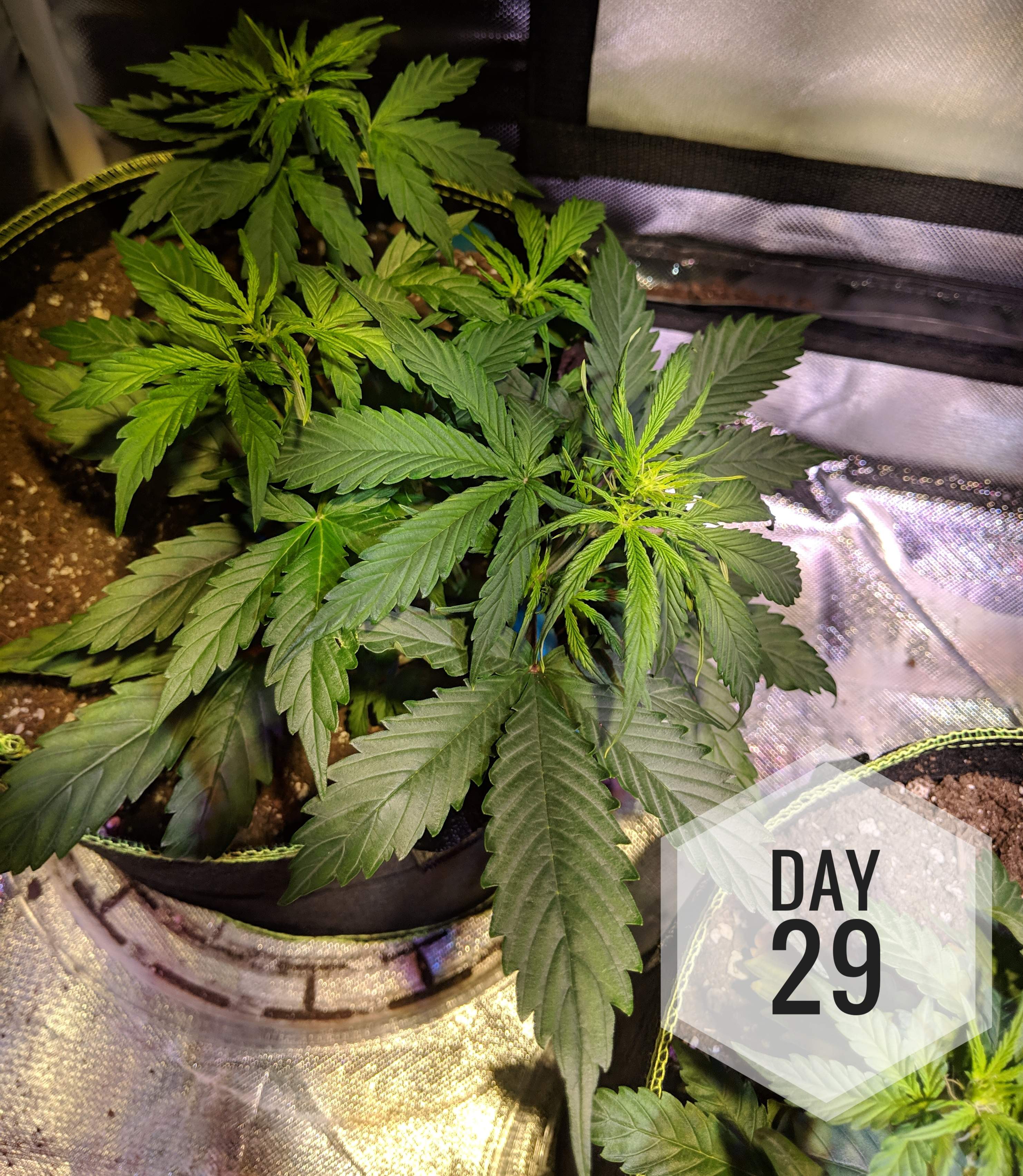 Nothern Lights Autoflower 2 grow diary (journal) week5 by Raaneal