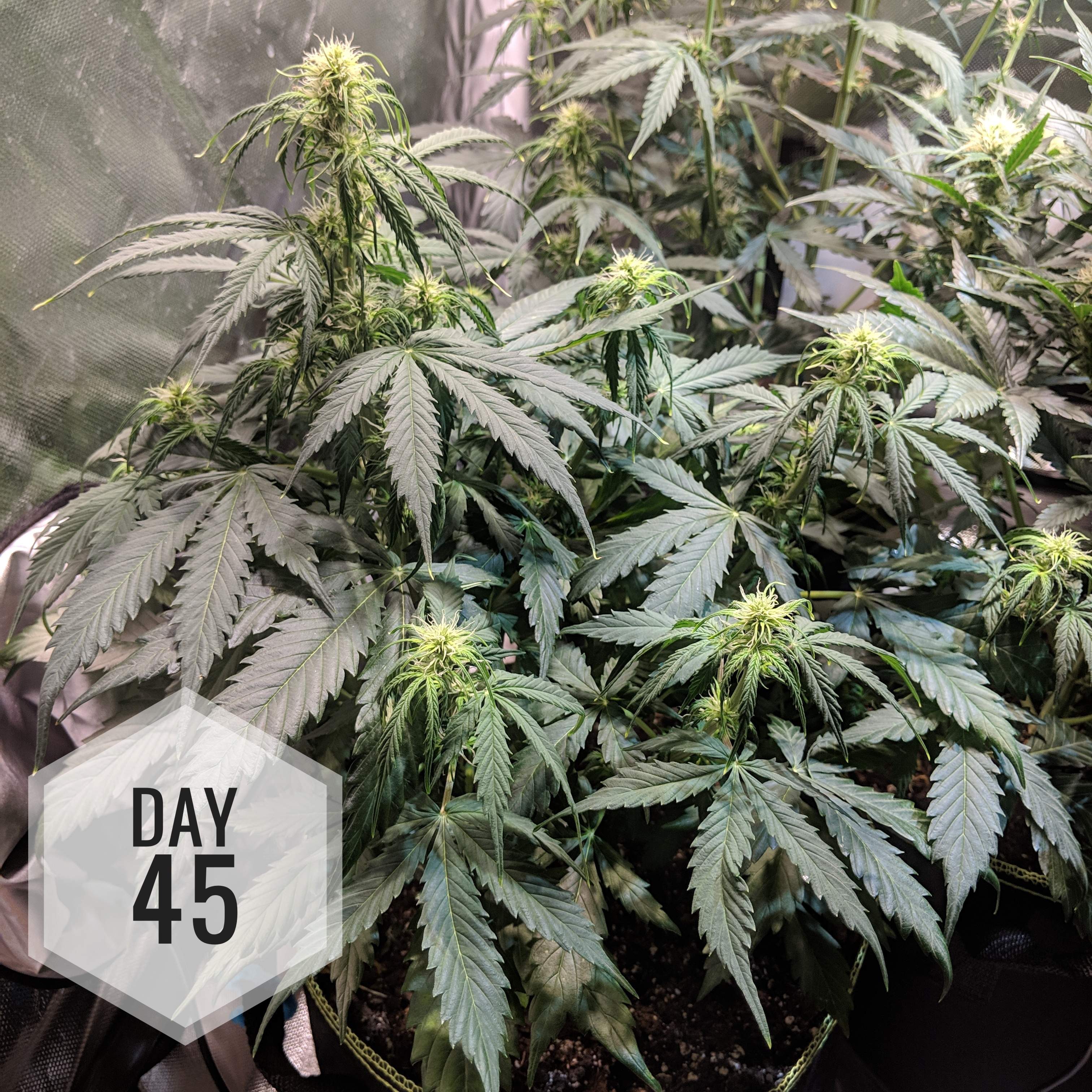 Nothern Lights Autoflower 2 grow journal week7 by Raaneal GrowDiaries