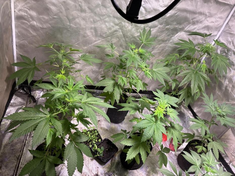 GEN101: Haley's Comet. Week 6