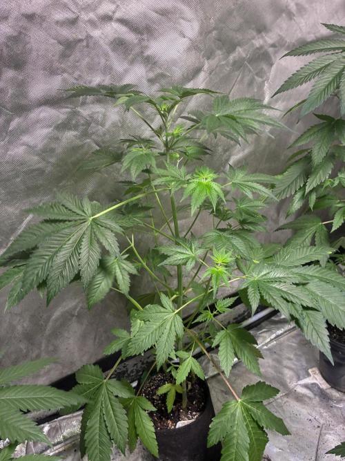 GEN101: Haley's Comet. Week 7