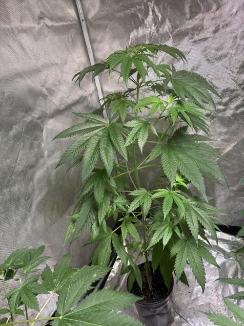 GEN101: Haley's Comet. Week 7