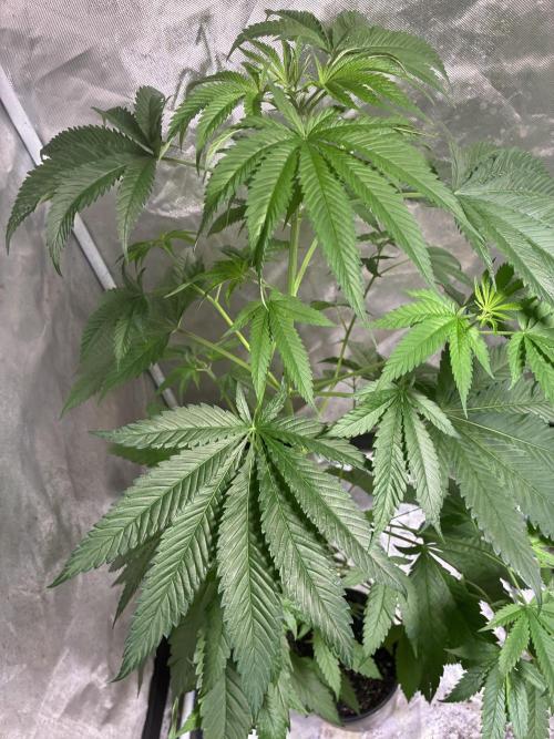 GEN101: Haley's Comet. Week 7