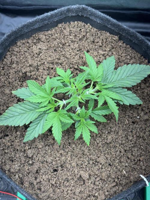 Forum Stomper x Hubbabubbasmelloscope. Week 3
